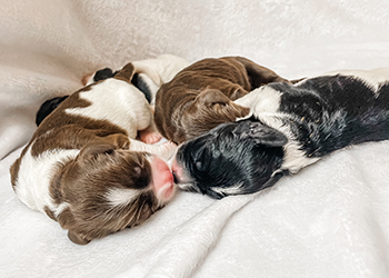 Labradoodle Puppies Available for Christmas